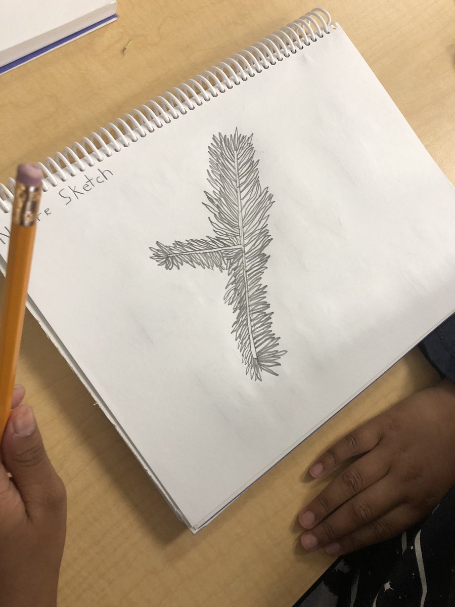 reillycolleen's tweet photo. Ss spent time looking closely and drawing what they see @Copperfield106 @copperfield_3 https://t.co/hz8e3R7sYc