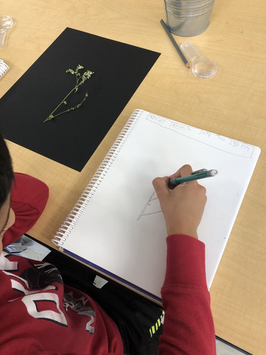 reillycolleen's tweet photo. Ss spent time looking closely and drawing what they see @Copperfield106 @copperfield_3 https://t.co/hz8e3R7sYc