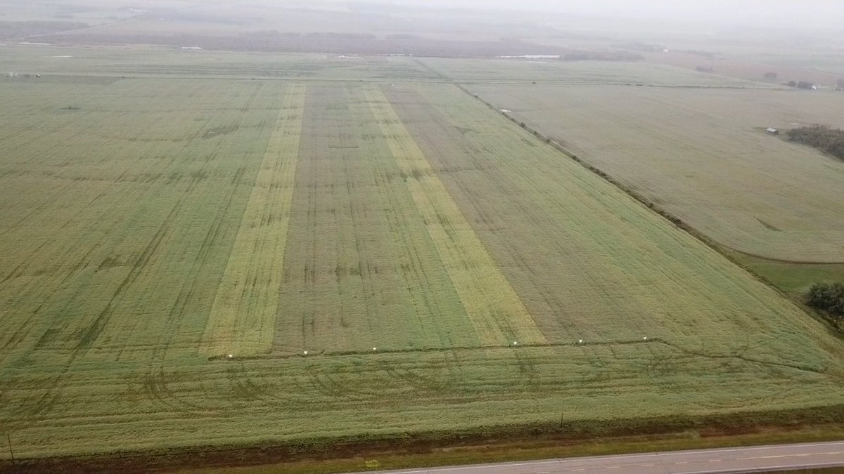 JesseMeyerLMGP's tweet photo. Here is one of the @canterraseeds trials that we have in the Peace Region, this one is in Beaverlodge. included are #CS2600CR-T #CS2000 #CS2400. We are a ways away from any canola being harvested in this area yet... but we are starting to see some seed colour change! https://t.co/Nr1V3X9EDO
