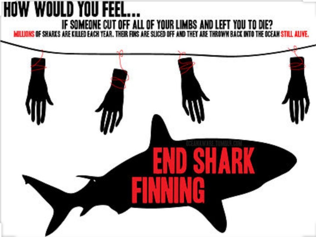 womenforwolves's tweet photo. #finbannow
#endsharkfinning https://t.co/5umBDJQAqH