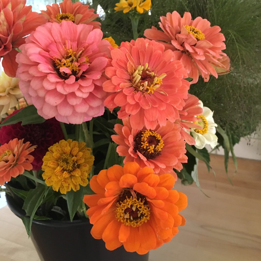 I went to the farm this morning to do some soil sampling before I checked the radar...never again will I 'pop out to the farm' before coffee 😂 

#flowers #flowerfarm #flowerfarmer #slowflowers #localflowers #locallygrown #seattle #seattleflowers #pnw #pnwgrown #grownnotflown