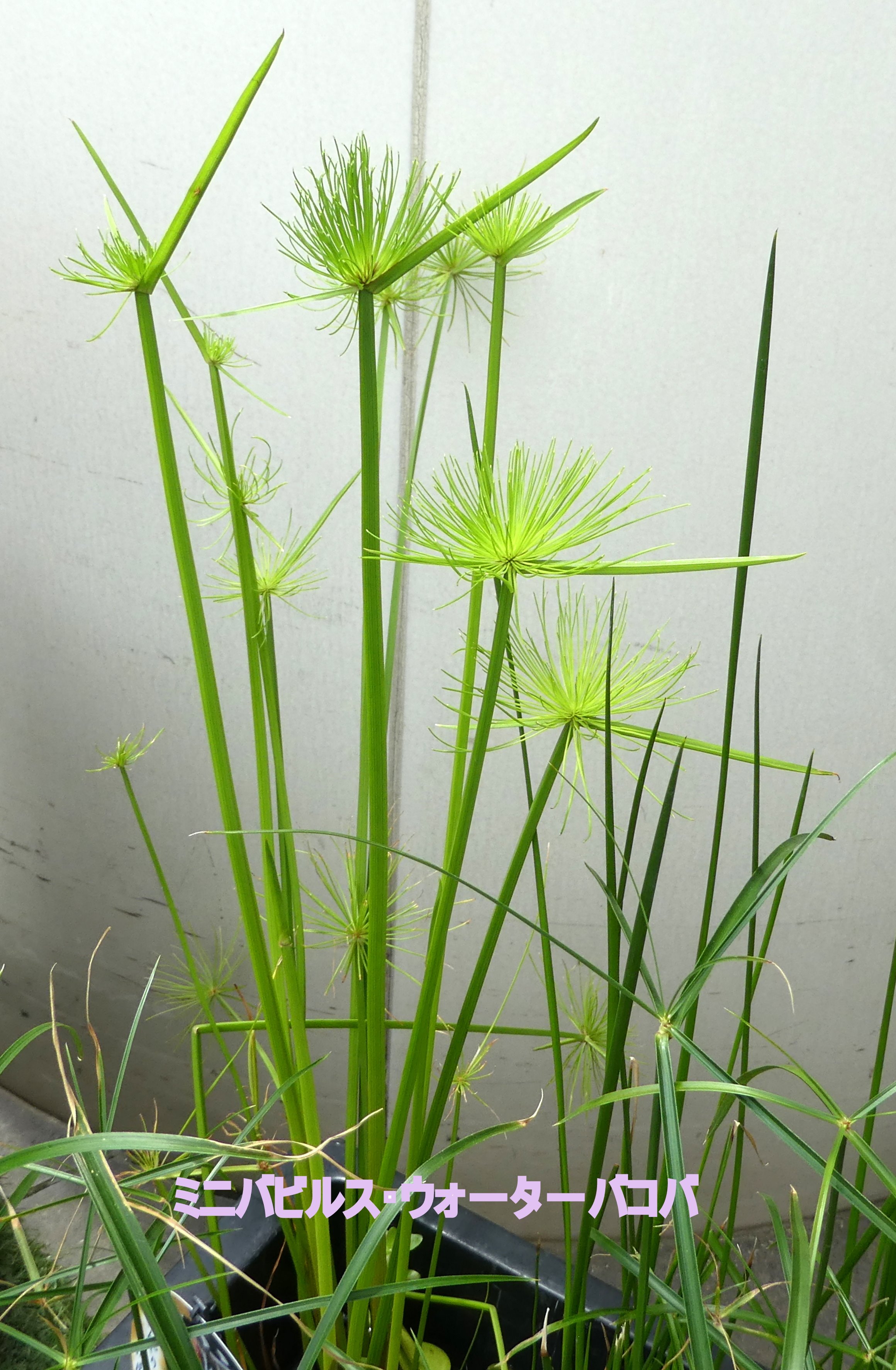 やまうさぎ ミニバビルス ミニバビルスはカヤツリグサ 科の多年生植物で原産地は南アフリカで浅い水中や湿地に生育する植物で寒さに弱く6月 8月頃に穂状の花を頂上に付けるそうです 花言葉は愛の手紙 T Co 9hwbk1n908 Twitter