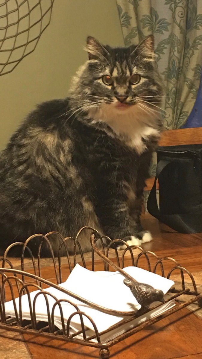 cats of petsmart tweet media