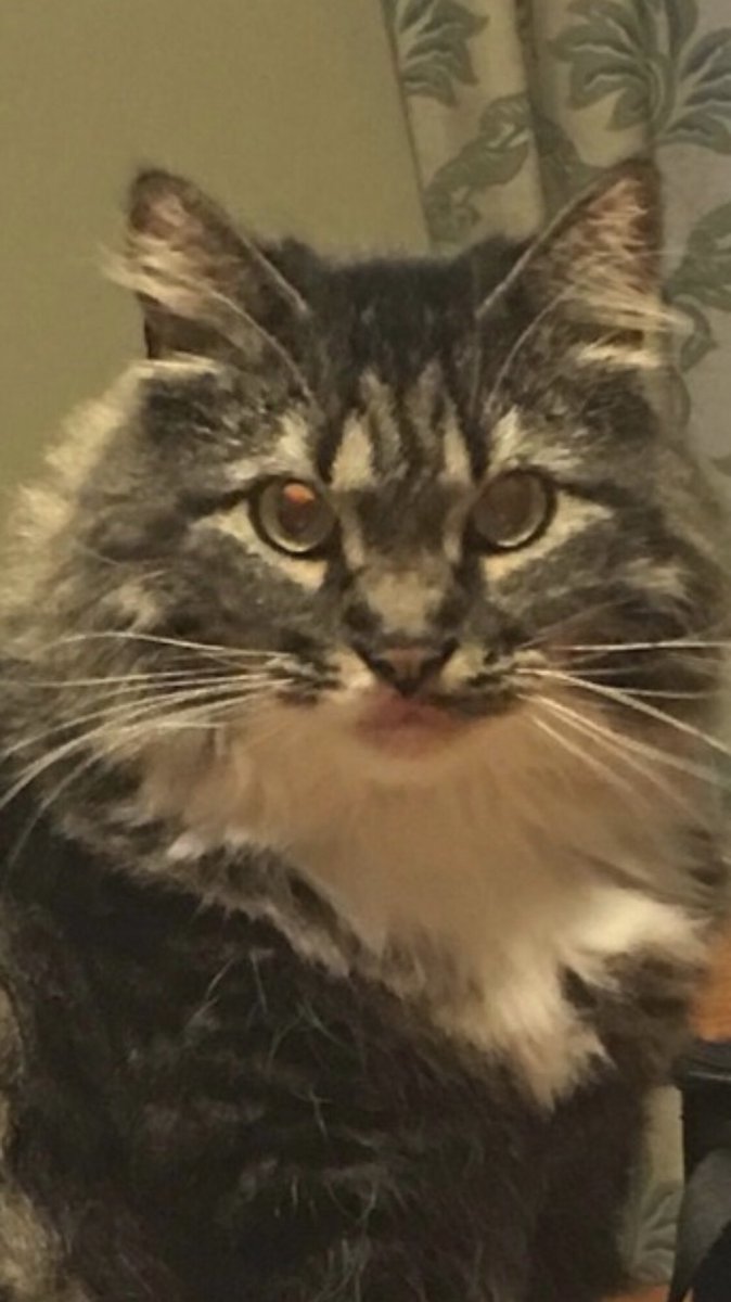 cats of petsmart tweet media