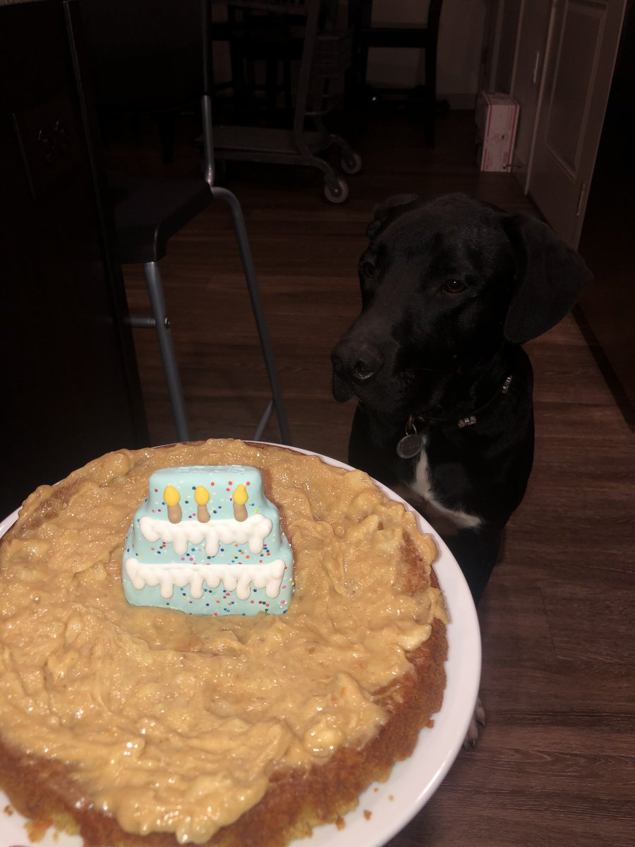 RollinsMadi's tweet photo. This is how extra I am #happyfirstbday #dogmom #doggopoolparty https://t.co/7aIG7rCxdM