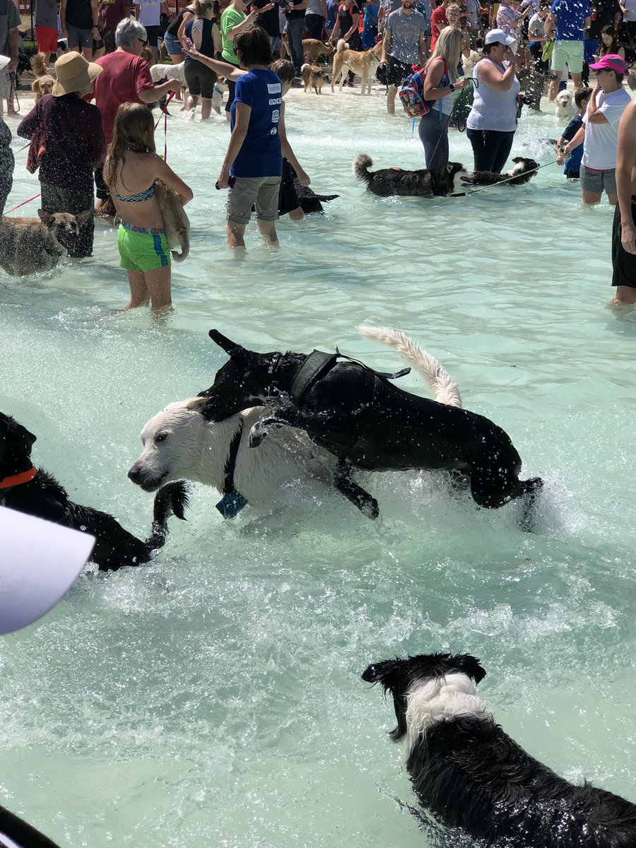 RollinsMadi's tweet photo. This is how extra I am #happyfirstbday #dogmom #doggopoolparty https://t.co/7aIG7rCxdM