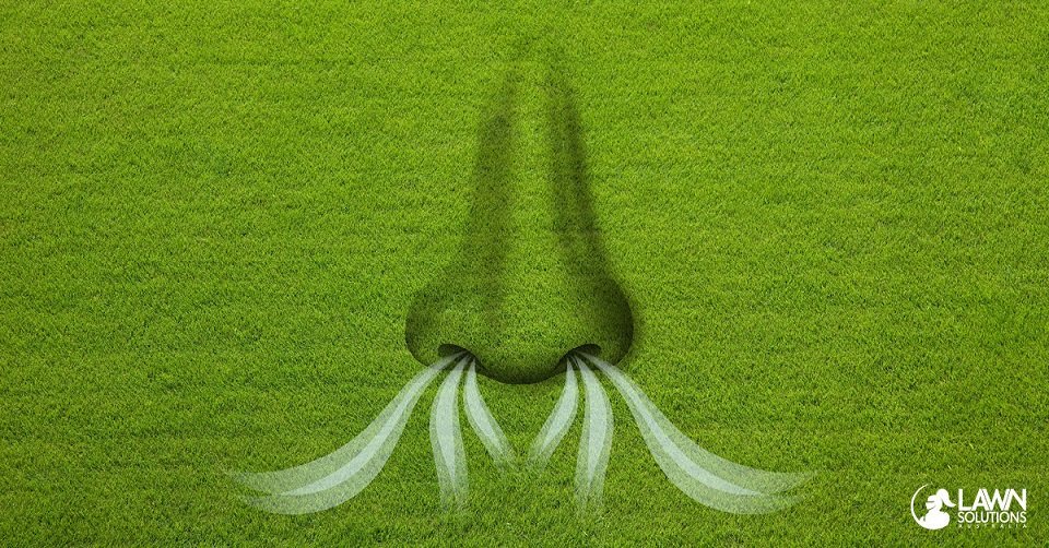 Ancoinstantturf's tweet photo. Your grass needs space, below ground, to take in air, nutrients and water. Your lawns’ roots need to ‘breathe’.
Learn more about why it's important to aerate your lawn here... https://t.co/qevCFH6Ggs
#lawn #turf #LawnSolutionsAustralia #AncoTurf #lawncare https://t.co/0IigfoE61z