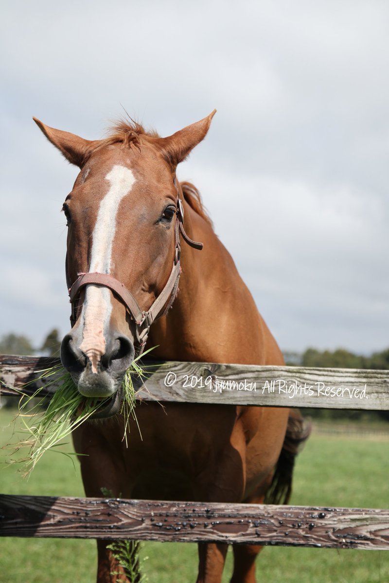 JRA 競馬 ティコティコタック デジタルピンナップ cateslaundry.com