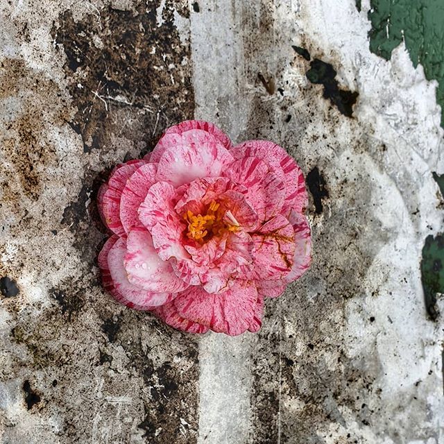 robeanne's tweet photo. Camellia flower 
Placed purposely by who knows
who for our pleasure
#fallenflower #spring #camellia #haiku https://t.co/rs5dnh6tAo https://t.co/gjsYykDDqS