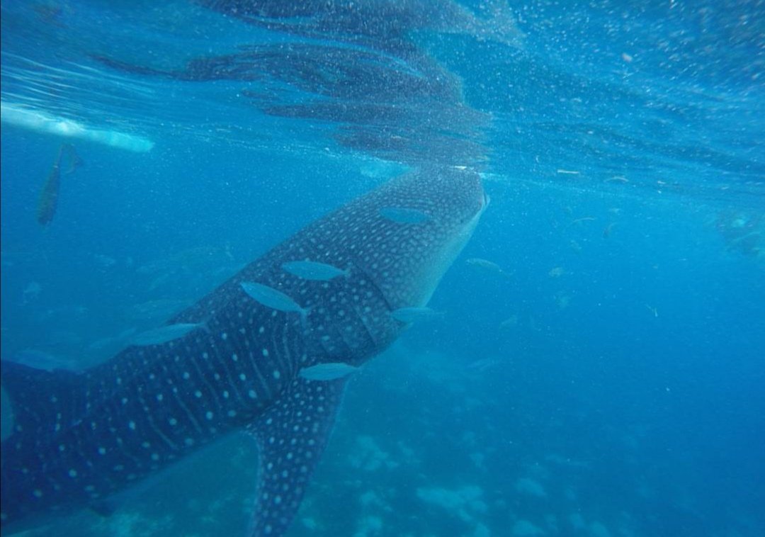 mnlwrites's tweet photo. Back to when I accidentally touched a whale shark because it went TOO CLOSE to where I was swimming. Sa haba nya, nahabol nya yung langoy ko.
PS:
Ate, kung sino ka man, ang ganda ng shot ko na 'to sa'yo. Sayang hindi kita kilala. ๐
#achievementunlocked
#wheninoslob https://t.co/iSoecMjRaD