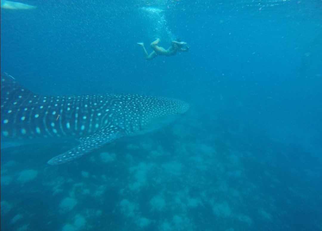 mnlwrites's tweet photo. Back to when I accidentally touched a whale shark because it went TOO CLOSE to where I was swimming. Sa haba nya, nahabol nya yung langoy ko.
PS:
Ate, kung sino ka man, ang ganda ng shot ko na 'to sa'yo. Sayang hindi kita kilala. ๐
#achievementunlocked
#wheninoslob https://t.co/iSoecMjRaD