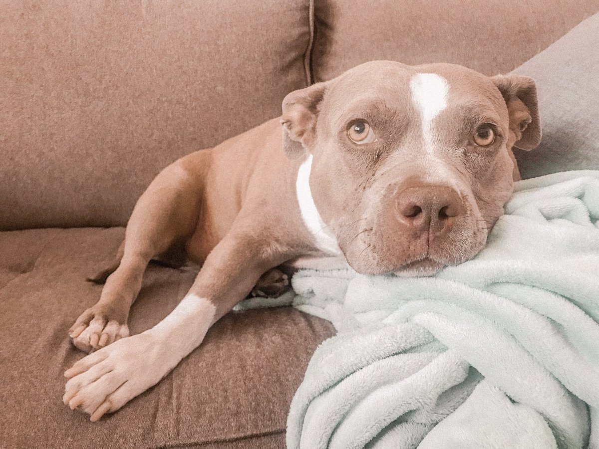 BgirlShorty's tweet photo. Our Baby | The Potato 🐶💜 #pocketpitt https://t.co/85Lpim48l4