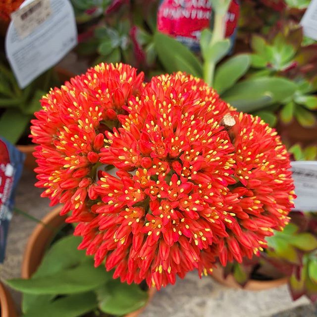 bloominganomaly's tweet photo. Check out this unusual looking succulent I found while roaming around @rogersgardens a few weeks ago. I can' t wait to go there again soon. Have a great Monday!
.
.
.
#redplant
#redplants
#redflowers
#redflower
#fallcolors
#fallcolors🍁🍂 #fallcol… https://t.co/17lW2NweDs https://t.co/At5IjfPSIv