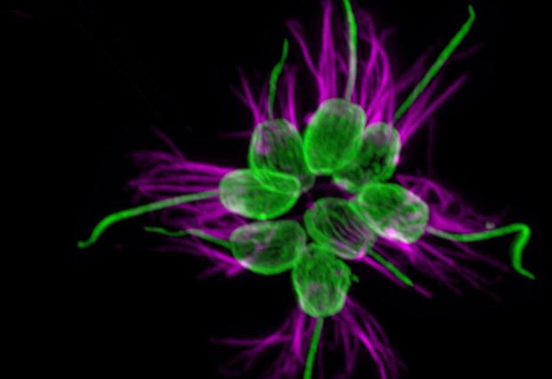 favian_ram's tweet photo. Choanoflagellates are our closest related protist cousins and have been shown to be influenced by certain bacterial compounds to form sociable predatory colonies that work as one. What an impact microbes may have!
📸:Arielle Woznica
#CSUBmicrobiome https://t.co/kHWy8szbo1