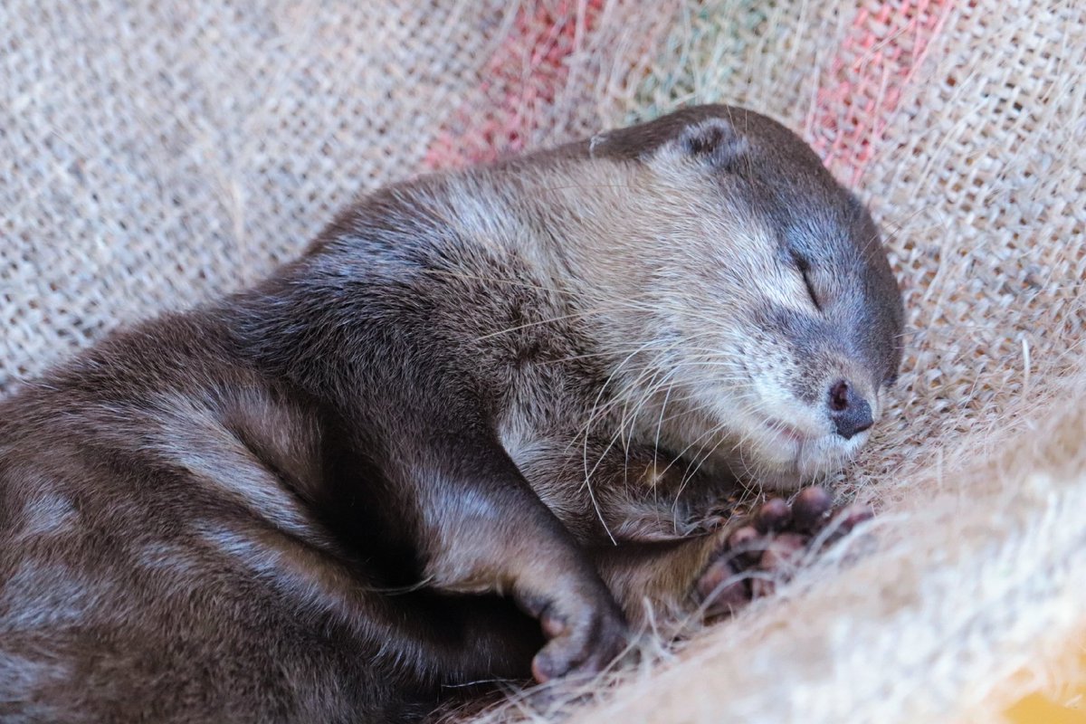桂浜水族館 公式 スヤスヤ王子