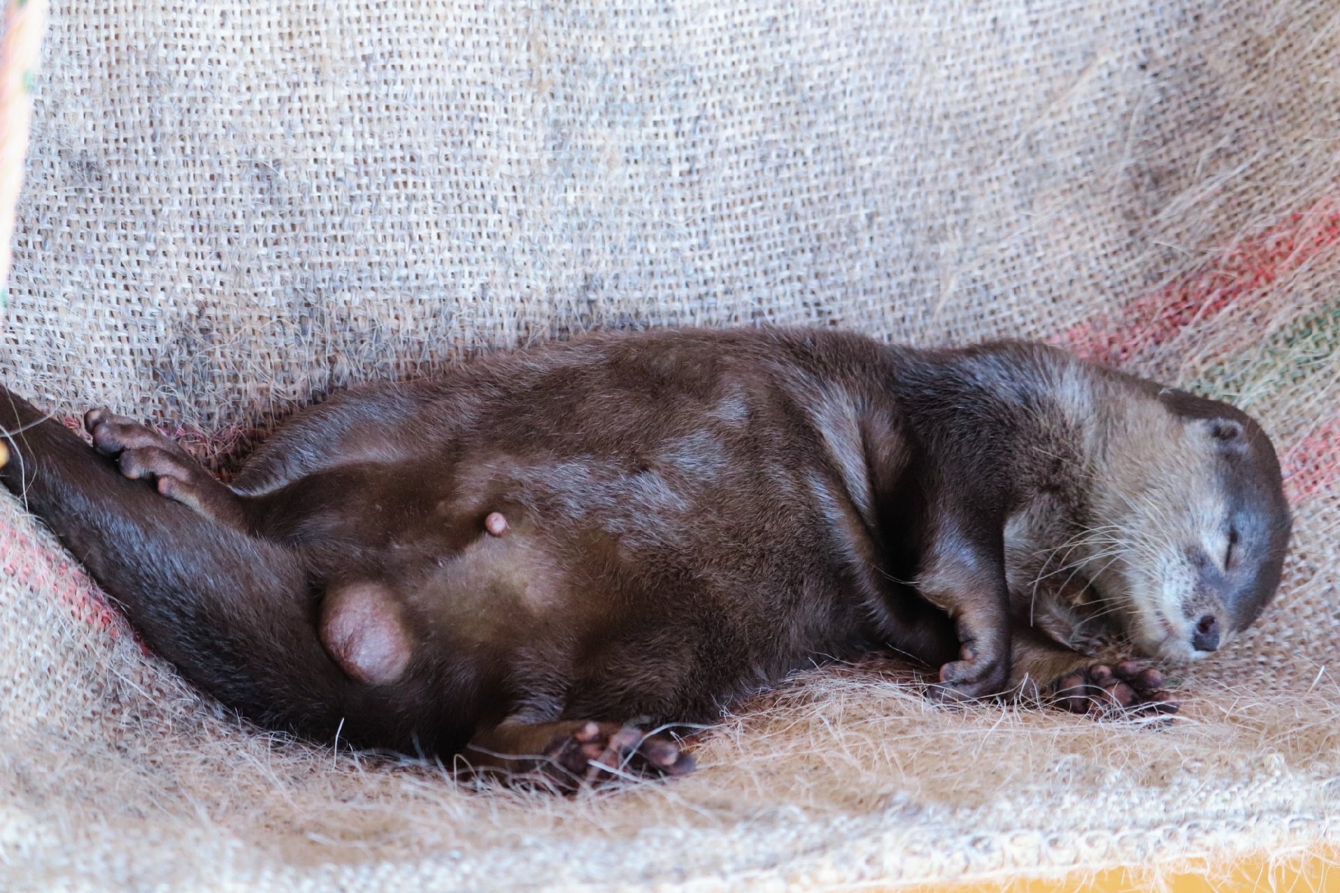 桂浜水族館 公式 スヤスヤ王子