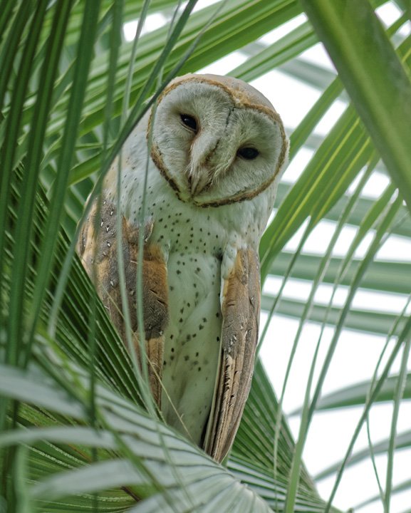 Barn Owl
प्राकृतिक रूप से रात्रि में यह छोटे जीव जैसे चूहे, सांप, छिपकली का शिकार करते हैं। अपनी आखों की विशिष्टता के कारण यह रात्रि में अपने शिकार को आसानी से देख पाते हैं इसी क्षमता के कारण ये अधिकांश अपना शिकार रात्रि में करते हैं।