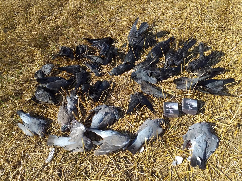 Tobyshoot's tweet photo. A couple of hours at them before breakfast.
@RaytradeUK 
@remingtonarmsco https://t.co/a8ZXauxdlF