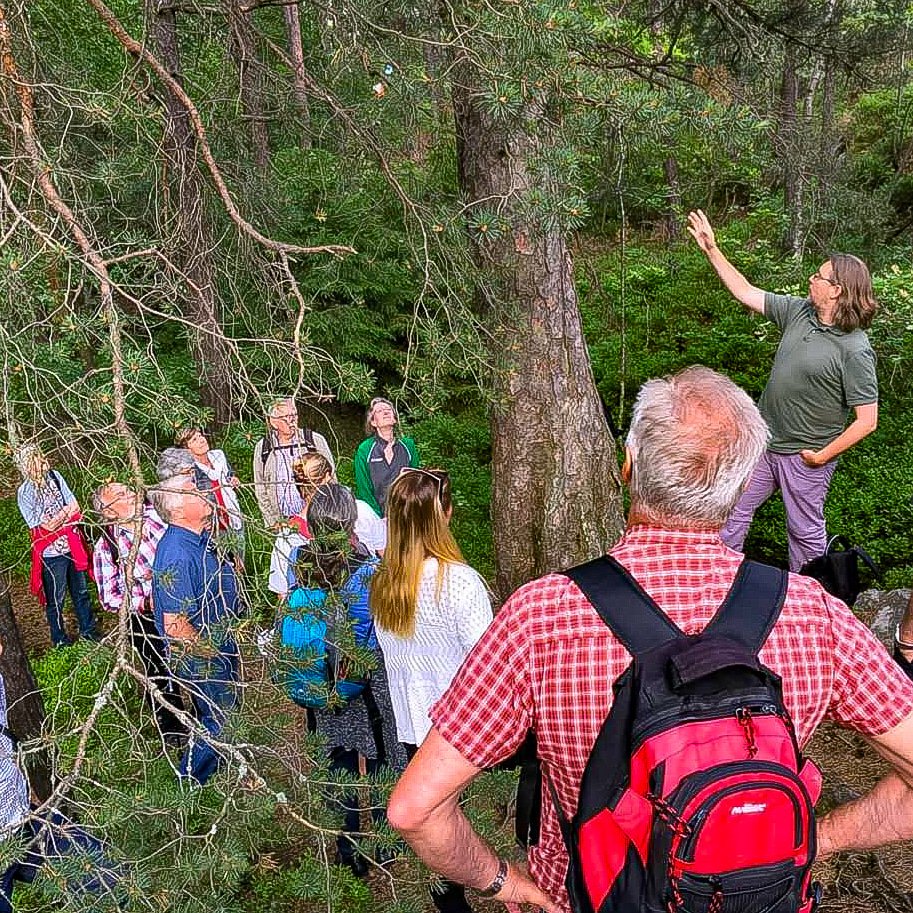 VastraSicklaon's tweet photo. 21 sep kl 10-22 är det svampguidning, korvgrillning mm i urskogen #Ryssbergen mellan #Kvarnholmen, #Finntorp &amp; #Vikdalen i #Nacka. Välkommen!

#nacka #skog #urskog #svsmpar #insekter #mossor #tallar #ekar #naturvandring #tipspromenad #korvgrillning https://t.co/GNi7azF4IE