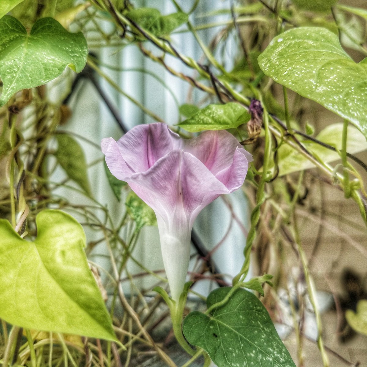 be_motivated_sc's tweet photo. #shooter #shootersshoot #garden #nature #beauty #lowcountry #itscalledart #artislife https://t.co/mO1P9NClFf
