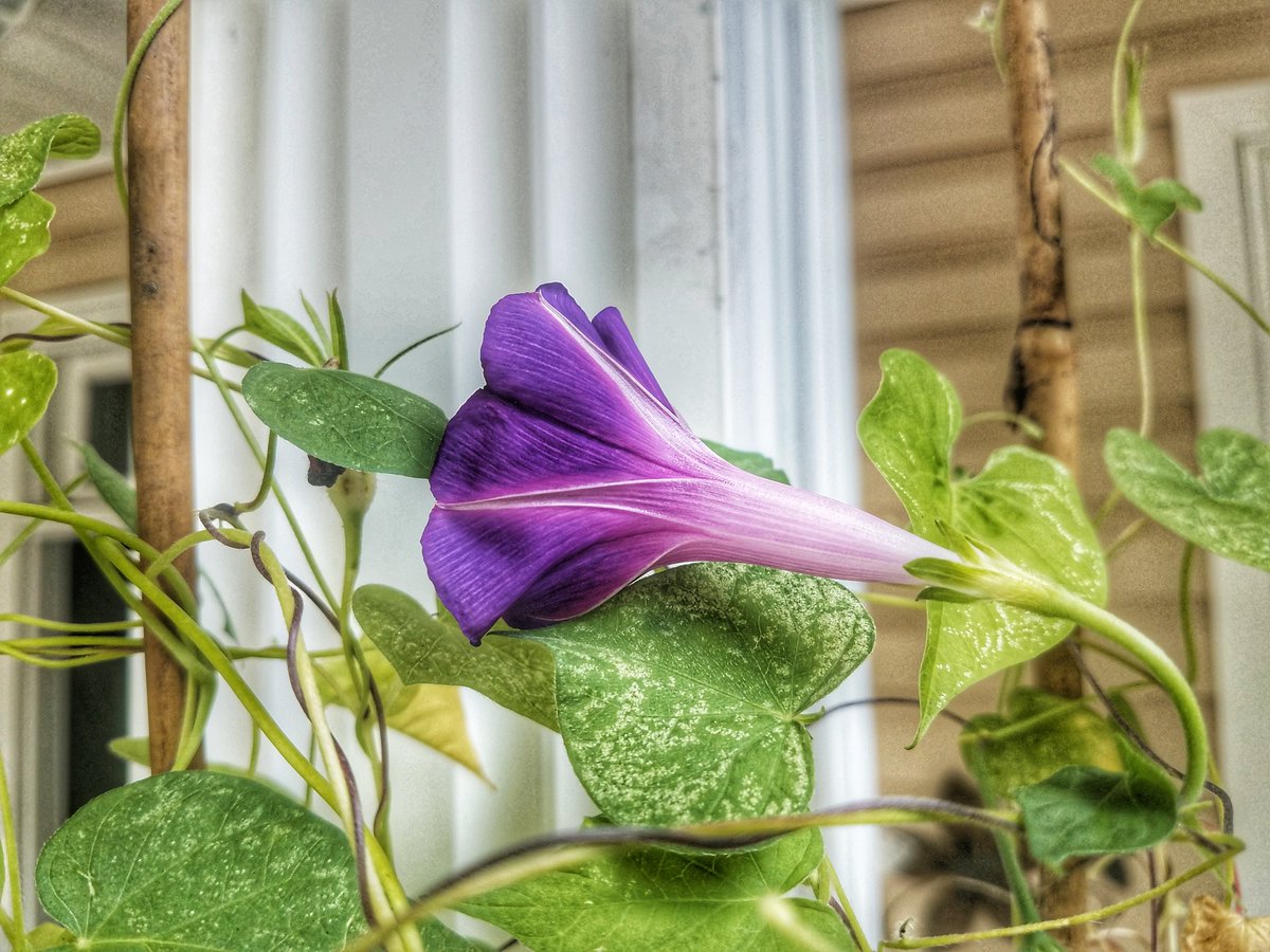 be_motivated_sc's tweet photo. #shooter #shootersshoot #garden #nature #beauty #lowcountry #itscalledart #artislife https://t.co/mO1P9NClFf