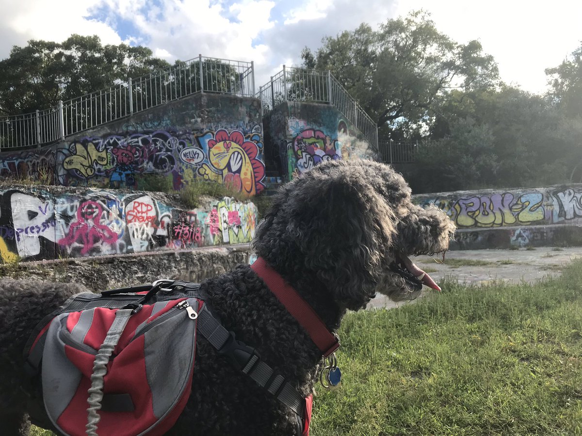 laceyloves2hike's tweet photo. Here’s a few more from #FortWetherill #RhodeIsland #hikingadventures #laceyTheDog #followthedog #Twit_byDog360 #ocean #views #graffiti #exploremore #explorerdog 💕🐾 https://t.co/ZblFL5gBEq