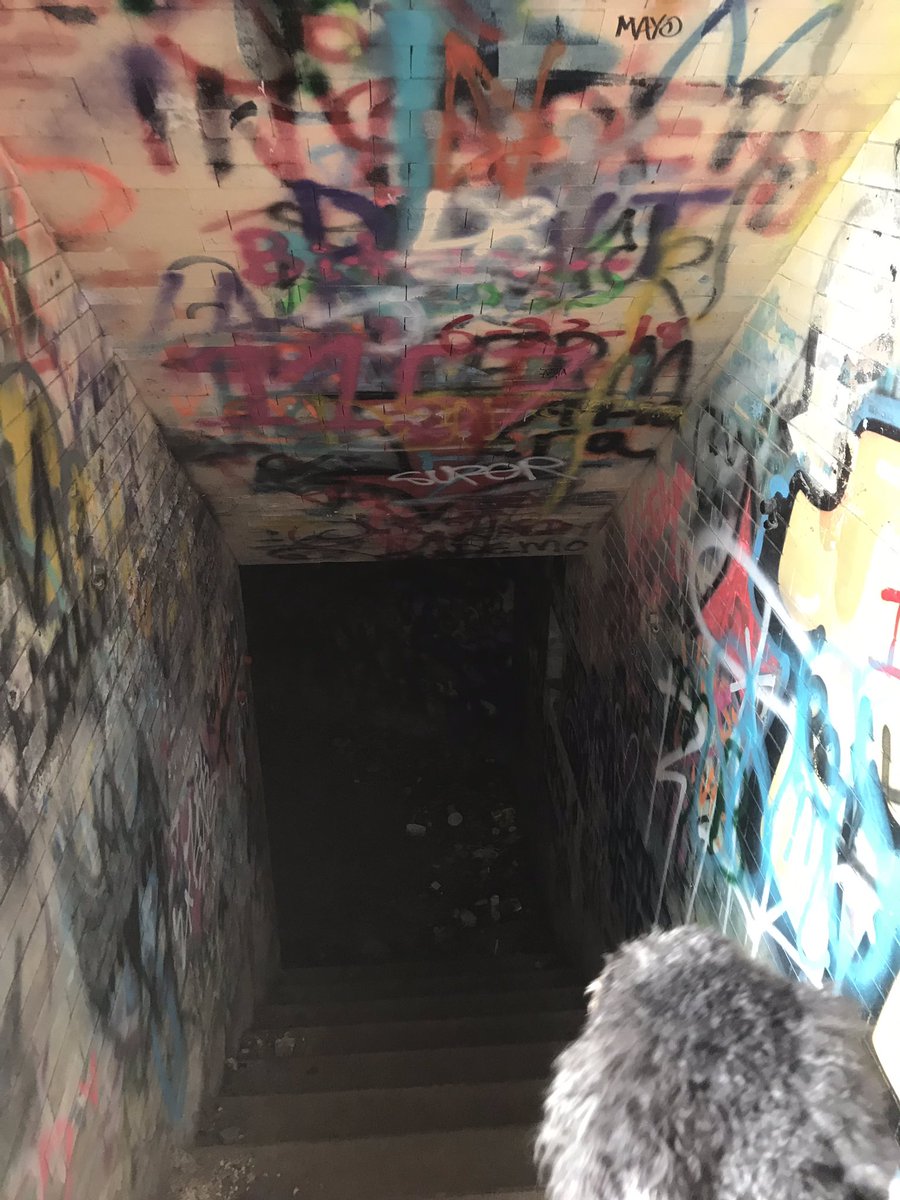 laceyloves2hike's tweet photo. Here’s a few more from #FortWetherill #RhodeIsland #hikingadventures #laceyTheDog #followthedog #Twit_byDog360 #ocean #views #graffiti #exploremore #explorerdog 💕🐾 https://t.co/ZblFL5gBEq