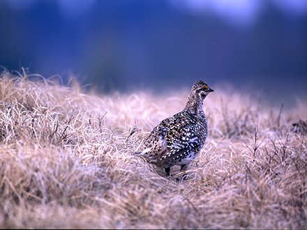 OutdoorNews's tweet photo. Pheasant, sharptail, partridge numbers: Reason for hope in North Dakota. @OutdoorsND #pheasants #sharptails #partridge #hunting https://t.co/TRwMETcgvS https://t.co/E0VmUmTnuX