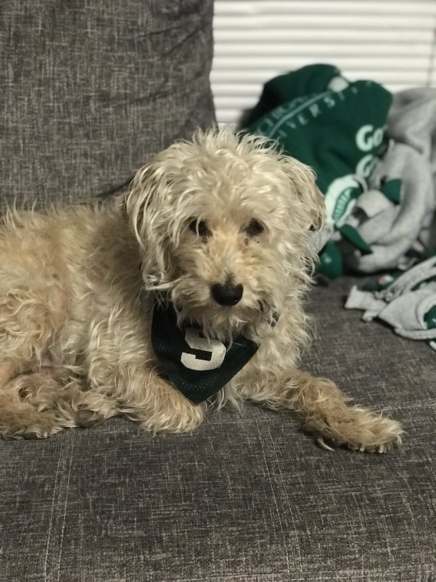 michstmanda's tweet photo. Reggie, killin the game with the ultimate #smize. The original #SpartanDog. 😍💚
Yes, he has eye boogies.
Yes, he needs a bath. https://t.co/wFMrDtWVz0
