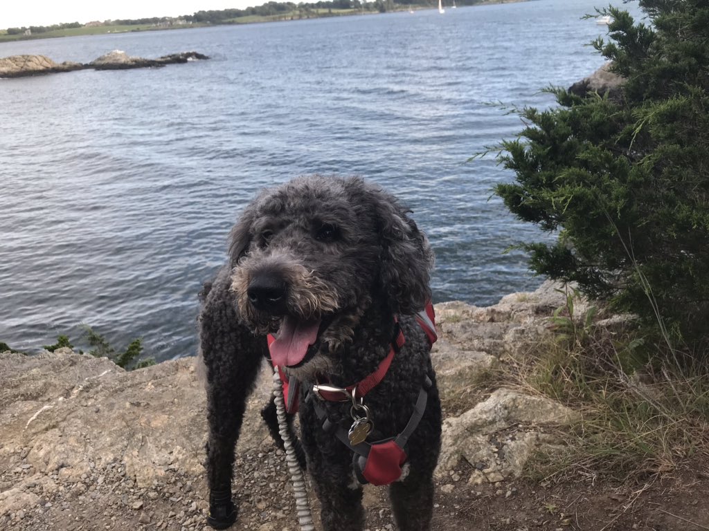 laceyloves2hike's tweet photo. Here’s a few of moms favorites #RhodeIsland #hikingadventures #laceyTheDog #followthedog #dog #puppy #backpack #outdoorfun #Twit_byDog360 #ocean #views #exploremore #explorerdog 💕🐾 https://t.co/LkTUb2UIqT