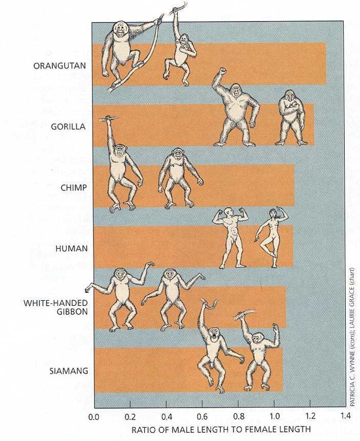 SteveStuWill's tweet photo. Sexual Size Dimorphism in Humans and Other Apes
Gibbons are monogamous and monomorphic. Gorillas and orangs are polygynous and highly dimorphic. Chimps are promiscuous. What about us?
See https://t.co/hbMevzXRZv, https://t.co/QsTm826Gi0, and https://t.co/1VsHImi34p #TATUTU https://t.co/Xpgehs6YC2
