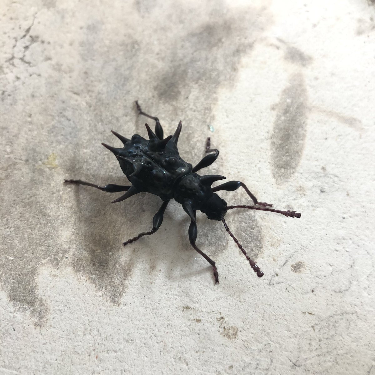 マオウトゲトゲテントウダマシ Cacodaemon satanas #硝子昆虫