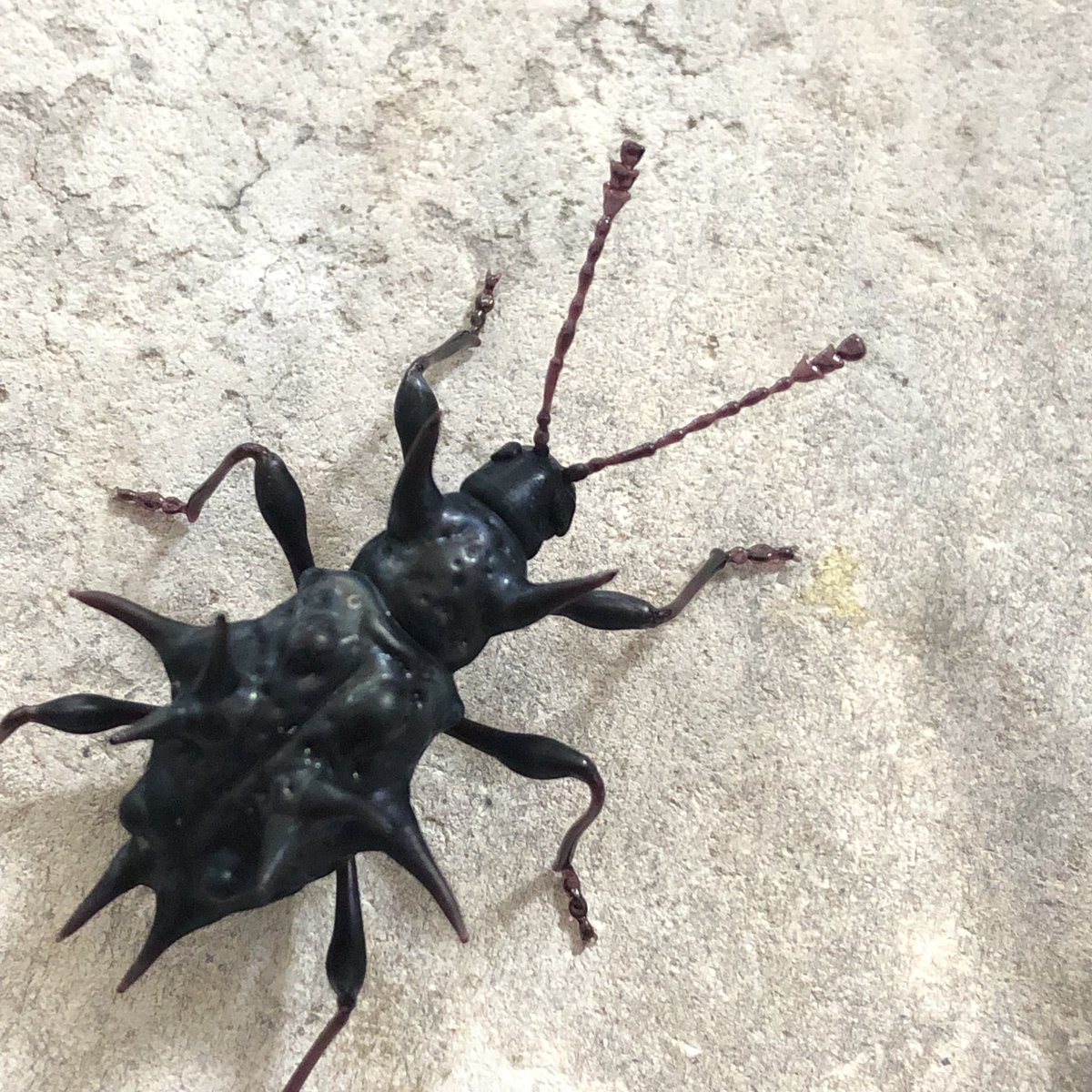 マオウトゲトゲテントウダマシ Cacodaemon satanas #硝子昆虫