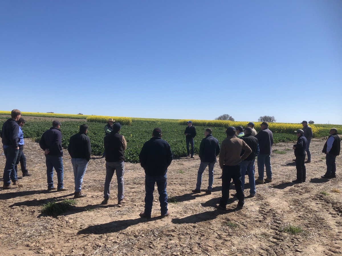 Cracker of day for Landmark’s Young travelling field day. Very great in-depth conversation with a @PacSeeds_CWNSW and Tony Starr talking grazing canola