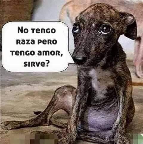 EPA_Chile's tweet image. Claro que si dulzura #Animales #Compañerosdevida #Reflexionesanimalunas