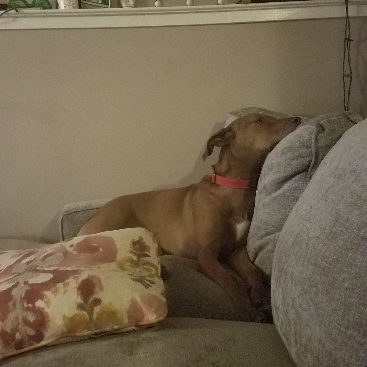 summersmile718's tweet photo. Hi. I'm Zoey (aka City Dogs Roxy). And I'm a weirdo. But I'm sure cute (and smart and well behaved and dilly and loads of fun). And I'm still looking for a family. Please spread the word! #cdrzoey aka #cdrroxy #adoptme #citydogsrescue #adoptdontshop #giveadogahome https://t.co/Rm1srNbX6Y