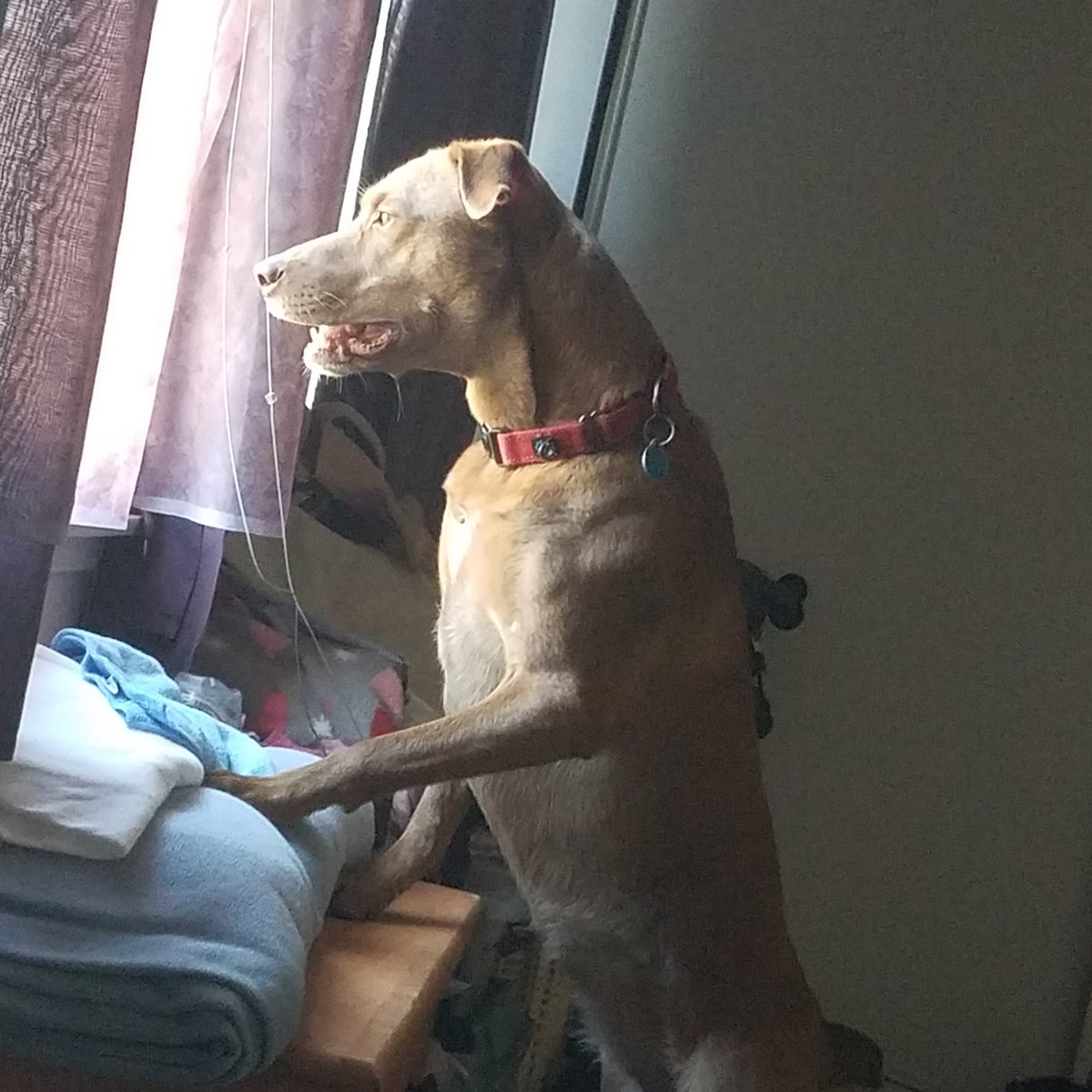 summersmile718's tweet photo. Hi. I'm Zoey (aka City Dogs Roxy). And I'm a weirdo. But I'm sure cute (and smart and well behaved and dilly and loads of fun). And I'm still looking for a family. Please spread the word! #cdrzoey aka #cdrroxy #adoptme #citydogsrescue #adoptdontshop #giveadogahome https://t.co/Rm1srNbX6Y