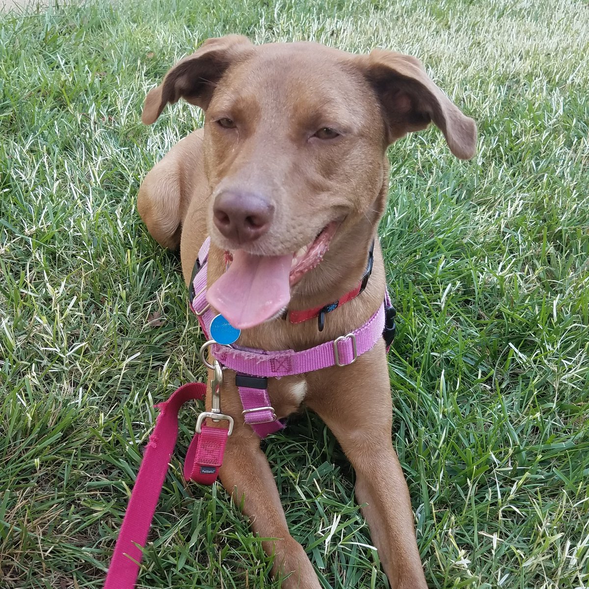 summersmile718's tweet photo. Hi. I'm Zoey (aka City Dogs Roxy). And I'm a weirdo. But I'm sure cute (and smart and well behaved and dilly and loads of fun). And I'm still looking for a family. Please spread the word! #cdrzoey aka #cdrroxy #adoptme #citydogsrescue #adoptdontshop #giveadogahome https://t.co/Rm1srNbX6Y