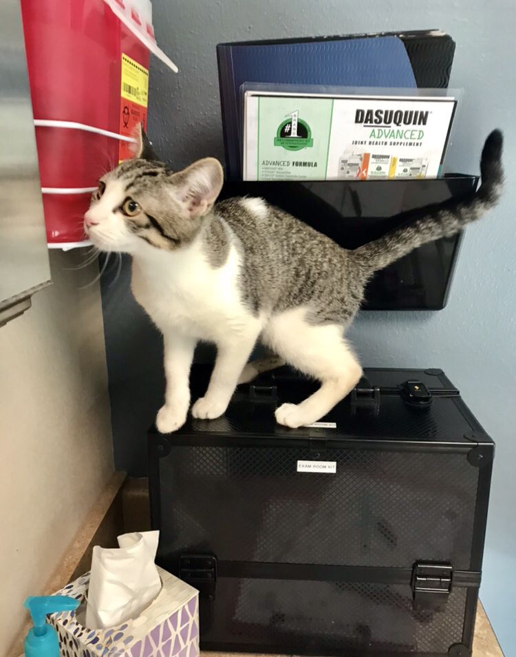 alpinevetbend's tweet photo. Some kitties are just always on the move like Milli, and getting pictures is a challenge in itself 😂 https://t.co/Gdltc8XOeh