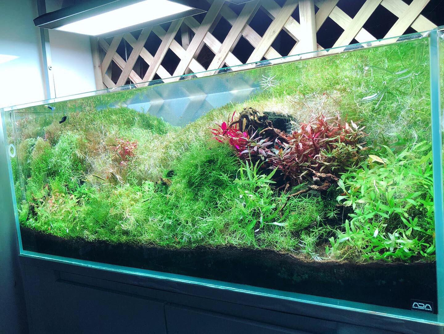 アクアテイク E アクアテイクイー 熱帯魚専門店 流石に放置しすぎた10水槽をトリミング ところで トリミング用ハサミですが 最初の一本はカーブタイプをおすすめします なぜなら カーブタイプはストレートタイプの代用を概ねできますが その逆は