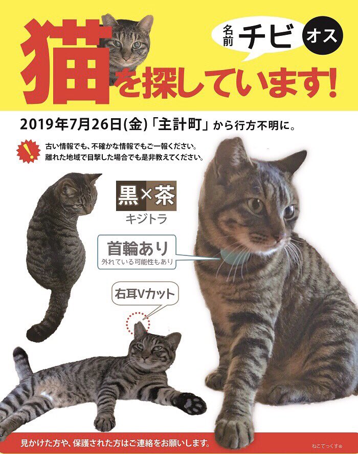 heritter1's tweet photo. 迷子猫探しています。金沢市主計町から2019年7月26日にいなくなりました。
名前はチビ。
男の子です。

見かけた方いらっしゃいましたらどうか！どうか！連絡お願いします。

#猫探し #迷子猫 #金沢市 #主計町 #キジトラ #首輪有り https://t.co/FsNzkRIS50