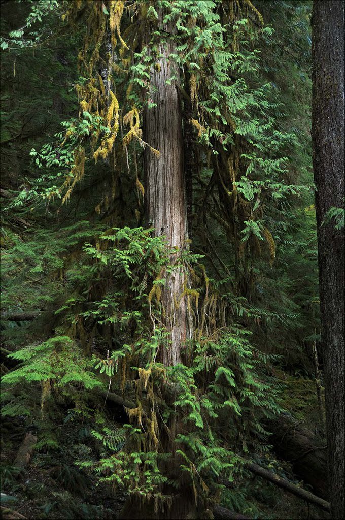 ForestServiceNW's tweet photo. If you stand on a mountain ridge &amp; look out at the sea of trees, it may look like just a wash of green but there are millions of processes, micro-ecosystems &amp; organisms all working together to produce that scene. What’s your favorite part of a forest landscape? https://t.co/buHrihv6P5