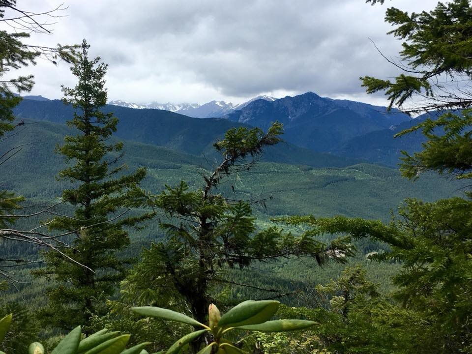 ForestServiceNW's tweet photo. If you stand on a mountain ridge &amp; look out at the sea of trees, it may look like just a wash of green but there are millions of processes, micro-ecosystems &amp; organisms all working together to produce that scene. What’s your favorite part of a forest landscape? https://t.co/buHrihv6P5