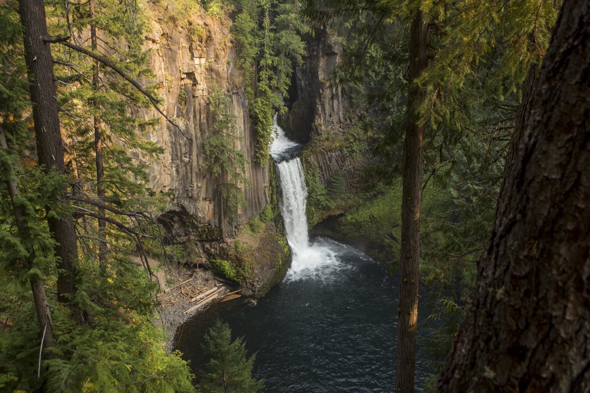 ForestServiceNW's tweet photo. If you stand on a mountain ridge &amp; look out at the sea of trees, it may look like just a wash of green but there are millions of processes, micro-ecosystems &amp; organisms all working together to produce that scene. What’s your favorite part of a forest landscape? https://t.co/buHrihv6P5
