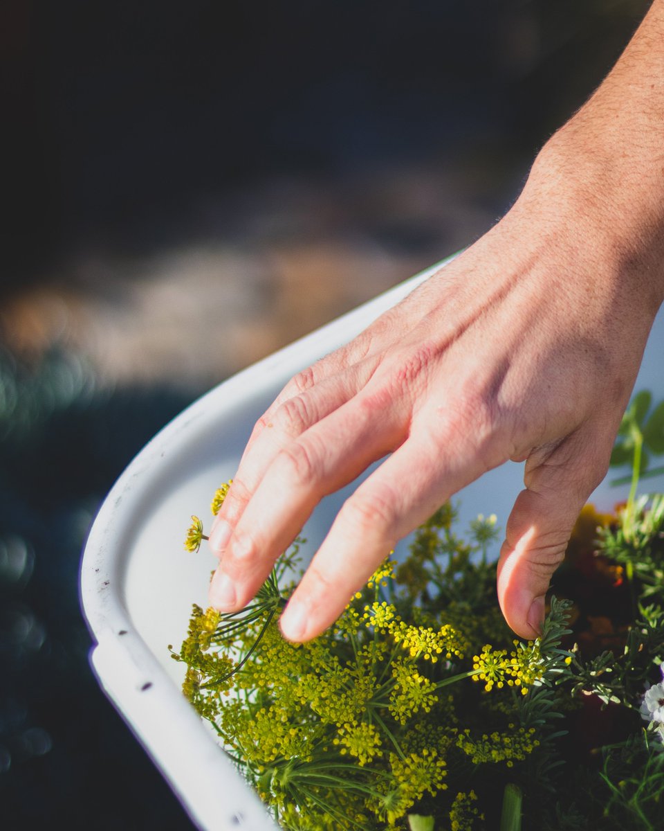 _Salsify_'s tweet photo. The finest of final touches #salsifyattheroundhouse #ingredientsfirst #foraging #tablemountain #capefynbos #hyperlocal https://t.co/h2JYIk96pw