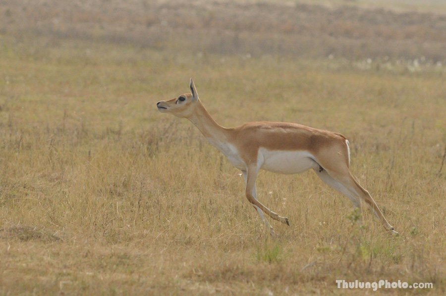 Wildlife, Flora & Fauna of Nepal