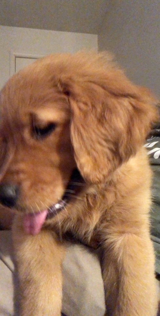 Spenc31's tweet photo. This girl... and us other people and dog... will be on the Harding front lawn tomorrow from 11:15 to at least 1:15. We all are up to dates on shots so please don’t report us! 😅 https://t.co/l4N4na5K3q