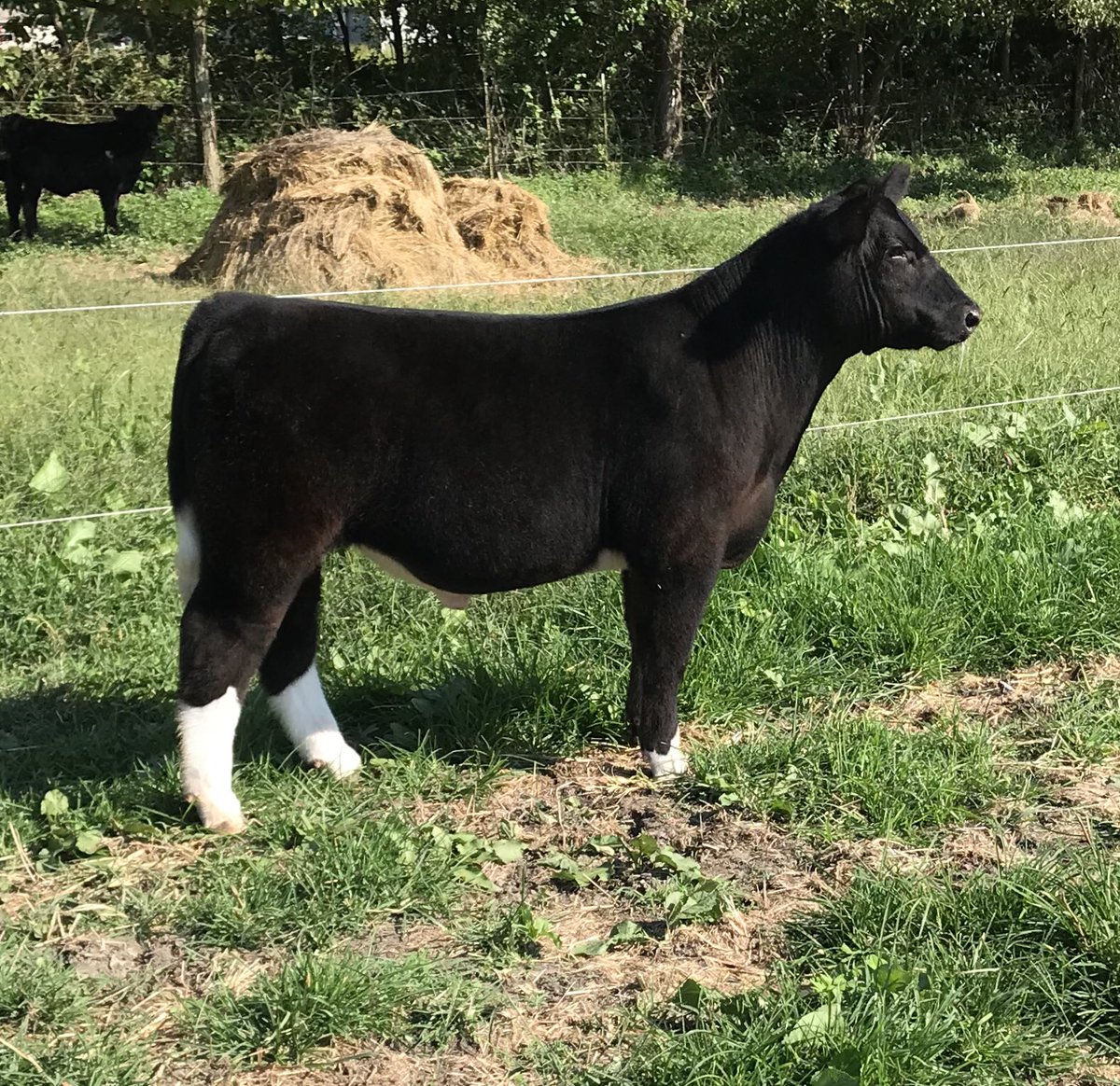 bdhess34's tweet photo. Calves for sale all fall private treaty in southern Ohio! https://t.co/Ivk2Hj694a