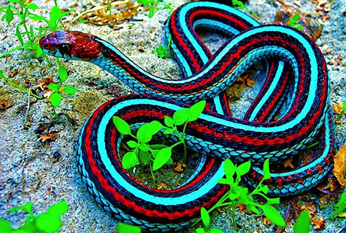 PositivePyrami1's tweet photo. @gamgamcathy56 @bandnentx2 All I can say is: Snakes and tarantulas are not the scary "monsters" most people think they are. So, if your grandson loves reptiles, support this hobby and do your best not to scream and run! ππ±πββοΈπ Most pet snakes actually are very unlikely to bite a human. #SnakesRule https://t.co/GTAdv2aDUo