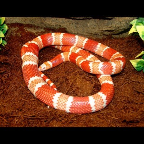 PositivePyrami1's tweet photo. @gamgamcathy56 @bandnentx2 All I can say is: Snakes and tarantulas are not the scary "monsters" most people think they are. So, if your grandson loves reptiles, support this hobby and do your best not to scream and run! ππ±πββοΈπ Most pet snakes actually are very unlikely to bite a human. #SnakesRule https://t.co/GTAdv2aDUo